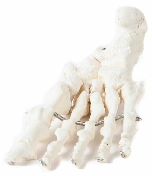 Axis Scientific Articulated Foot Skeleton 1