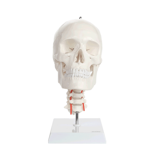 Axis Scientific Human Skull Model with Flexible Neck 1
