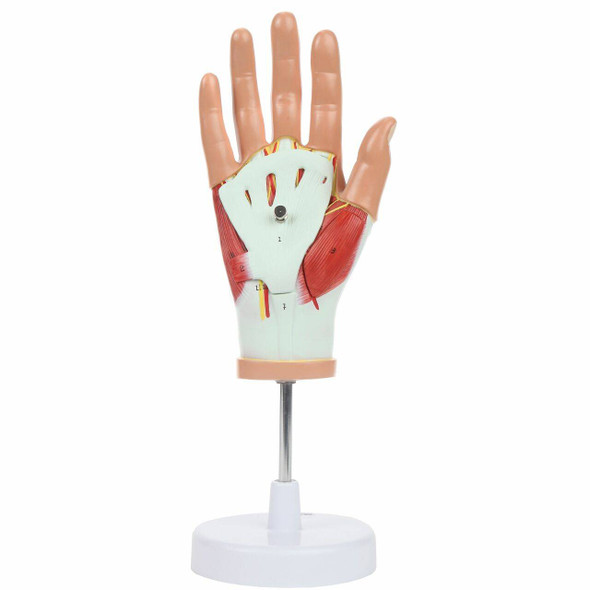 Axis Scientific Hand Model with Deep Layers