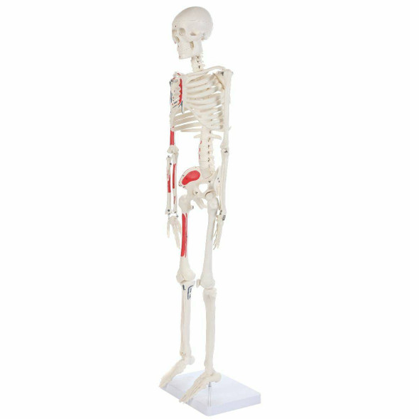YLLN Mini Skeleton 17in Human Skeleton Model for Anatomy Anatomical Skeleton Human Skeleton Anatomy Skeleton Model 45cm