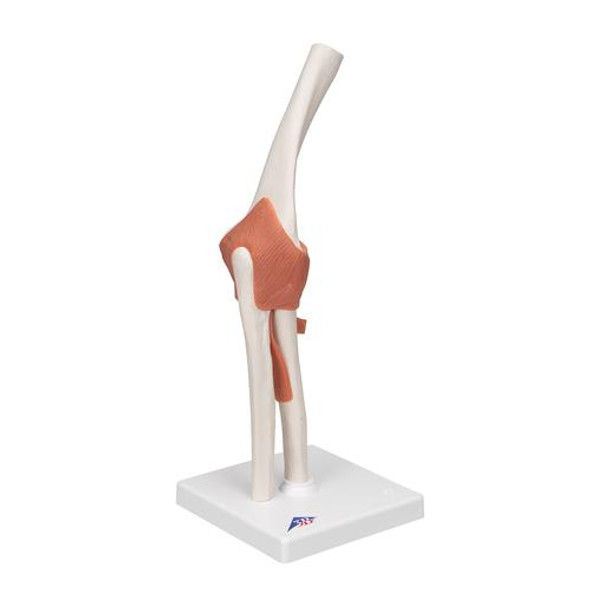 Functional Elbow Joint Anatomy Model - Right Side View 1