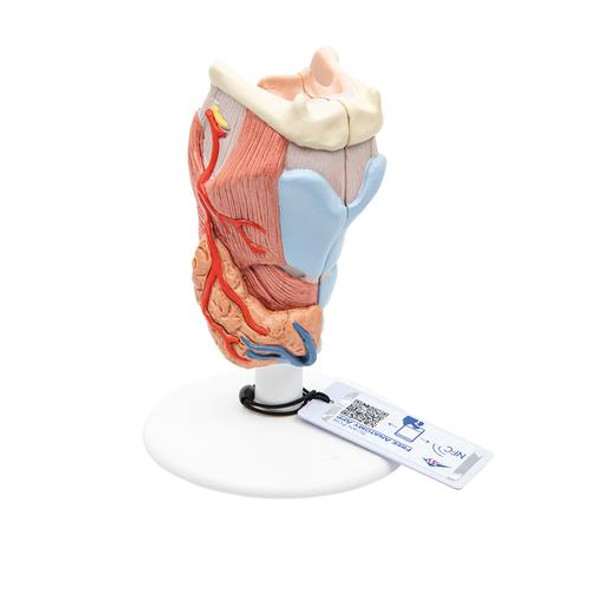 Human Larynx Anatomy Model