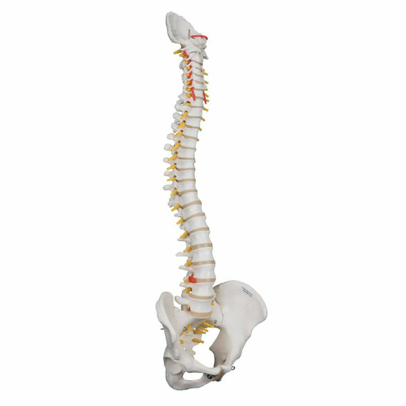 chiropractic spine model