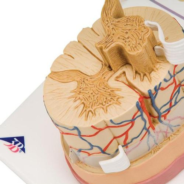 Spinal Cord Anatomy Model 5 Times Life-Size 1