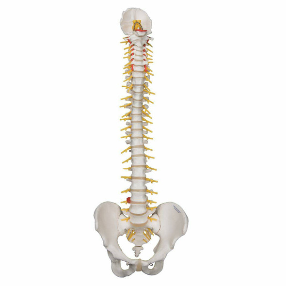 Deluxe Flexible Human Spine Anatomy Model
