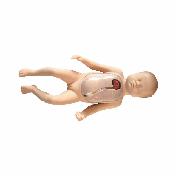 Anatomy Lab Neonatal Peripheral and Central Vein Intubation Model
