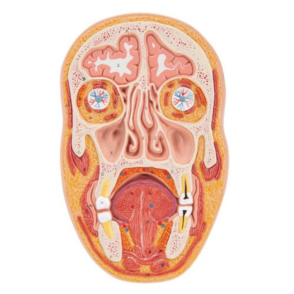 Median and Frontal Section Of The Human Head Anatomy Model 1