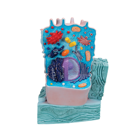 Animal Cell Structure Model 1