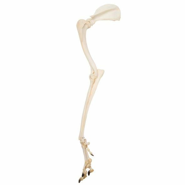 Dog Leg Natural Specimen Anatomy Model, Articulated