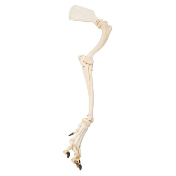 Dog Leg Natural Specimen Anatomy Model, Articulated 1