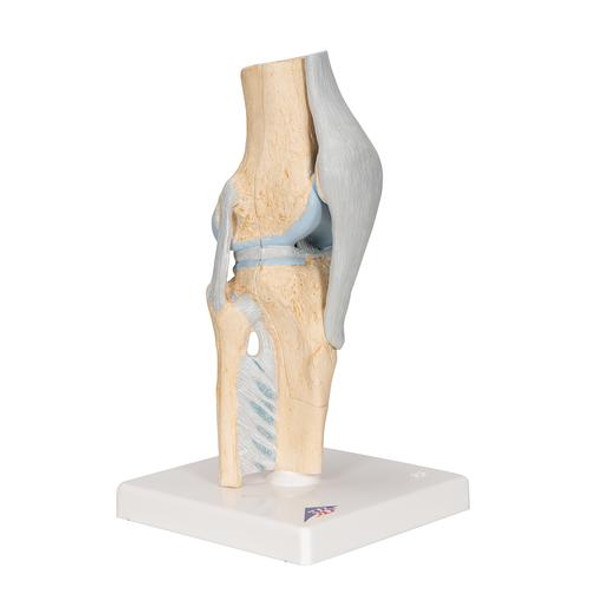 Sectional Knee Joint Anatomy Model - Right Side View 1