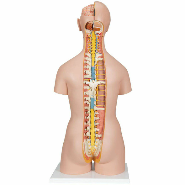 Classic Human Unisex Torso Anatomy Model 18 Parts 1