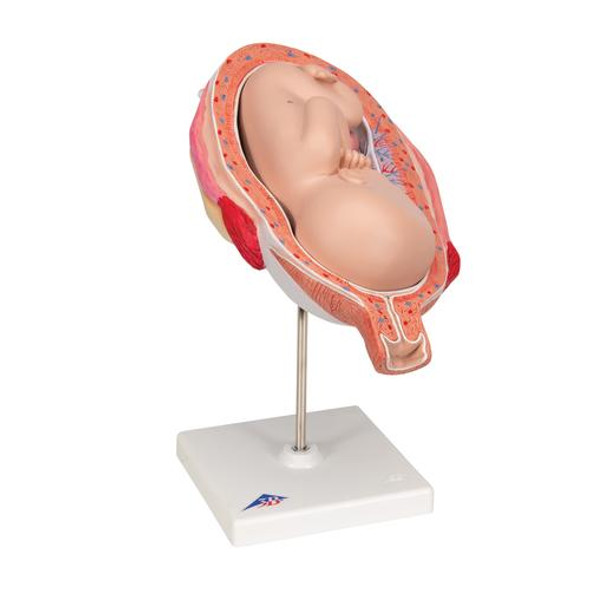 7th Month Fetus Anatomy Model 1