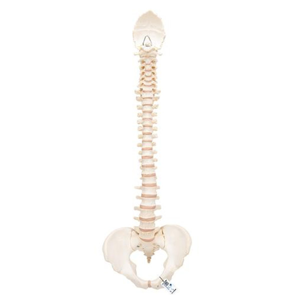 Bonelike Spinal Column Anatomy Model