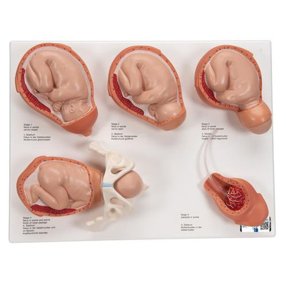 5-State Human Birth Process Anatomy Model