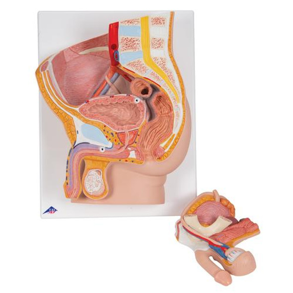 Male Pelvis Anatomy Model 2 Parts 1