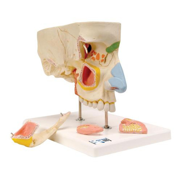 Nose Anatomy Model With Paranasal Sinuses