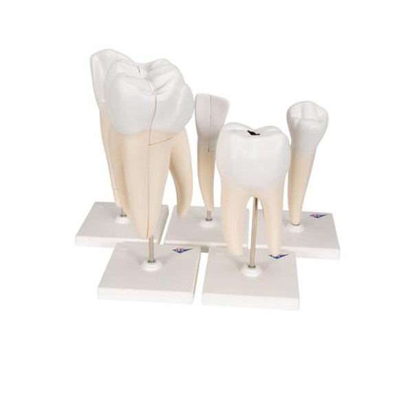 Classic Tooth Anatomy Model Series 1