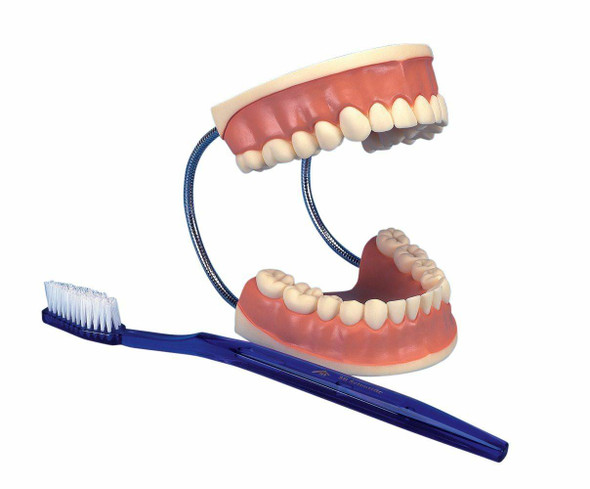 Giant Dental Care Anatomy Model 1