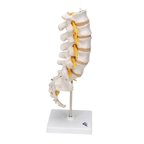 Human Lumbar Spinal Column Anatomy Model 1