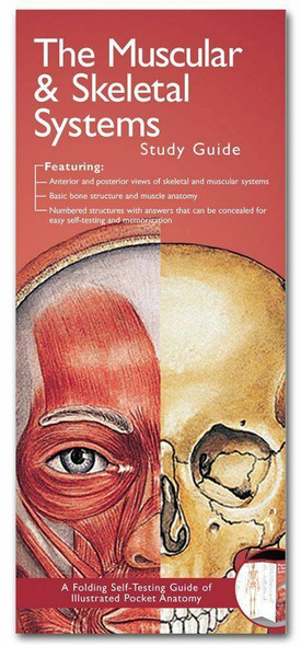 Illustrated Pocket Anatomy - Muscular and Skeletal Systems Study Guide - 2nd Edition