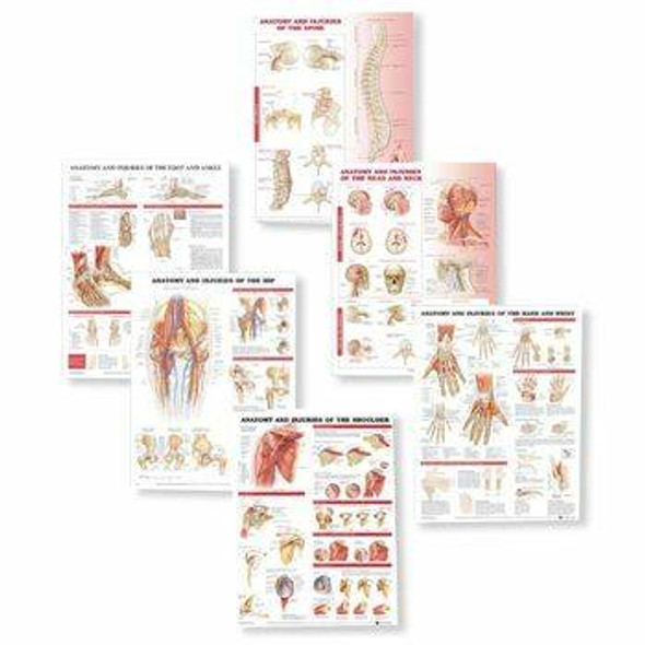 Anatomy and Injuries Laminated Anatomy Chart Set