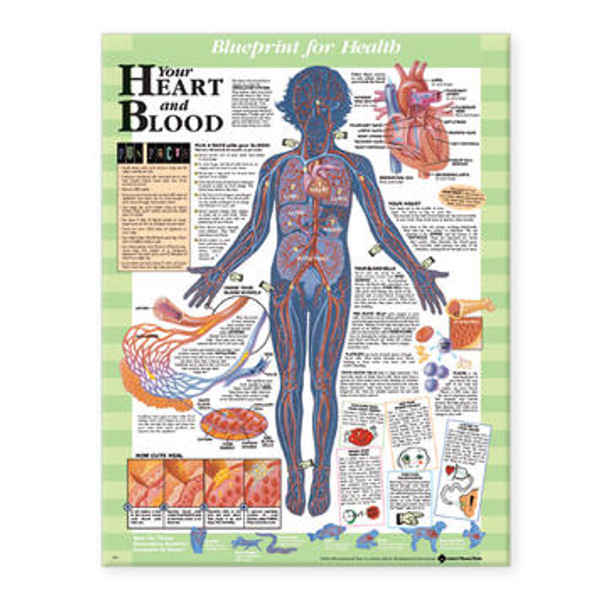 Your Heart and Blood Laminated Anatomical Chart