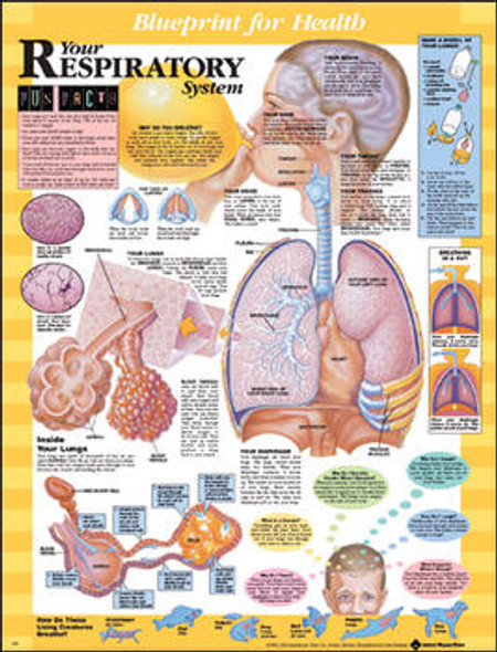 Your Respiratory System Laminated Anatomical Chart