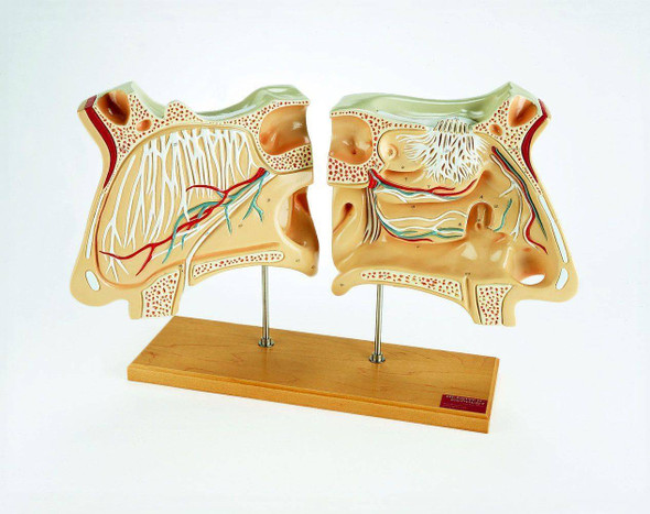 paranasal sinuses model