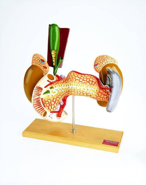 Internal Organs Anatomy Model