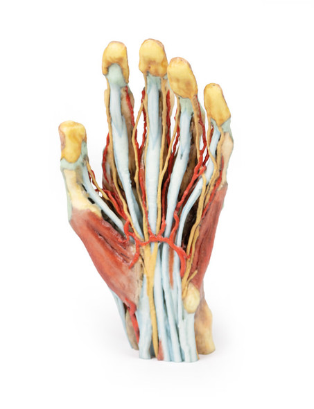 3D Printed Superficial Dissection of the Hand