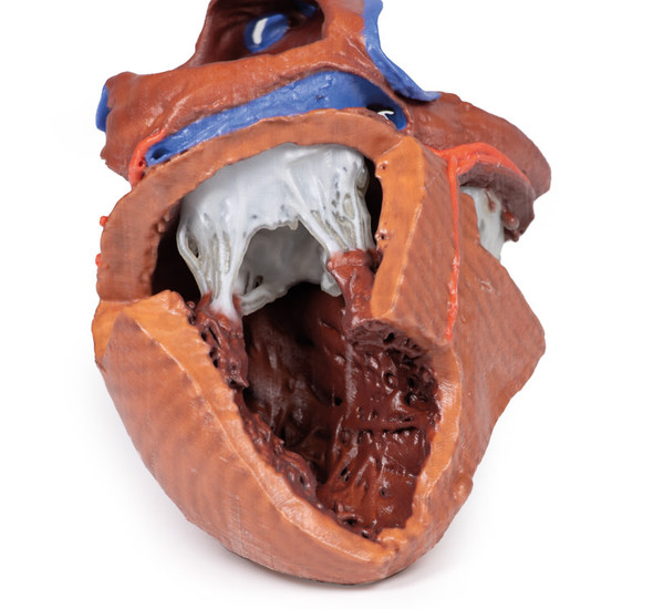 3D printed heart. Internal close up. Exposed muscles and chambers. 1