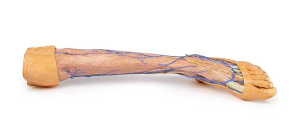 3D Printed Lower Limb Superficial Veins 1