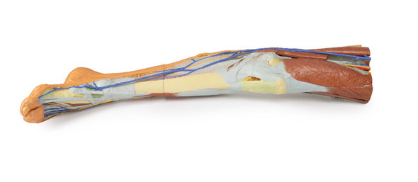 3D Printed Lower Limb - Superficial Dissection 1