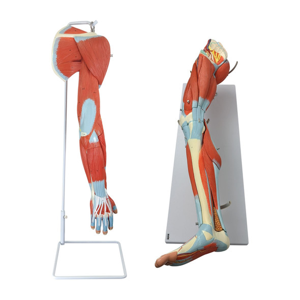 Axis Scientific Arm and Leg Musculature Anatomy Model Set