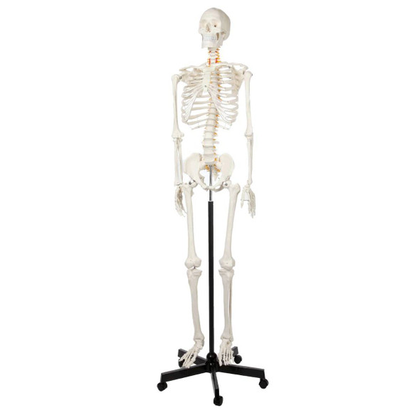 Torso Humano Unisex pequeño 18 piezas desmontable 240x180x450 Anatomy 1 un.  SMD1273