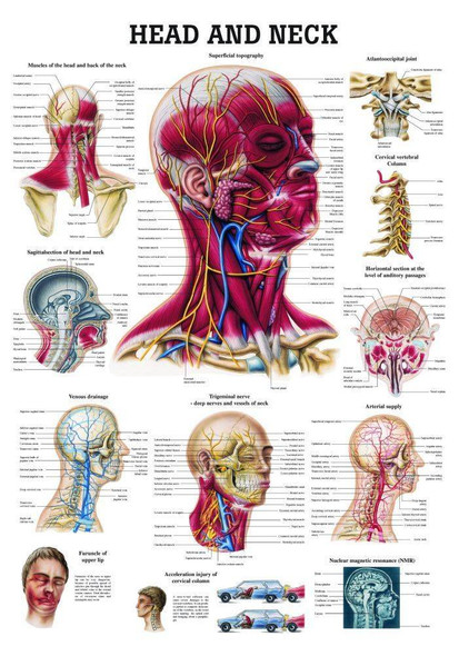 Ear Nose And Throat Anatomical Chart Laminated 