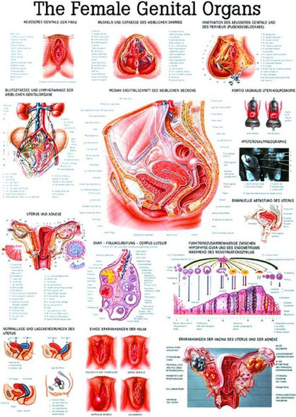 Understanding Breast Cancer Laminated Anatomical Chart - 4th Edition