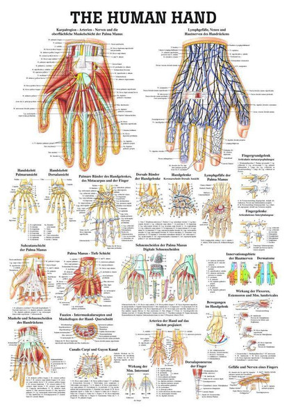 Healthy and Diseased Hand Laminated Anatomy Chart