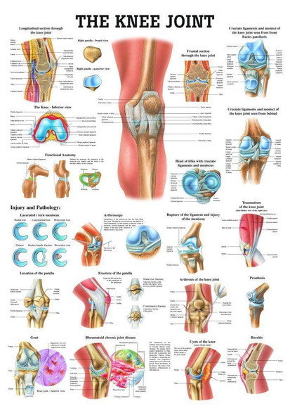 The Knee Joint Laminated Anatomy Chart