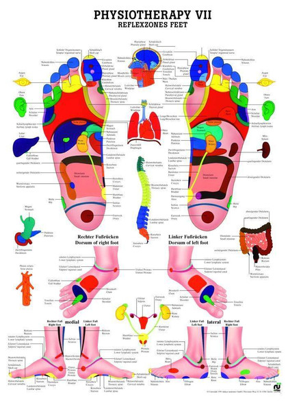 Rudiger Anatomie - Reflex Zones of the Hands Laminated Chart