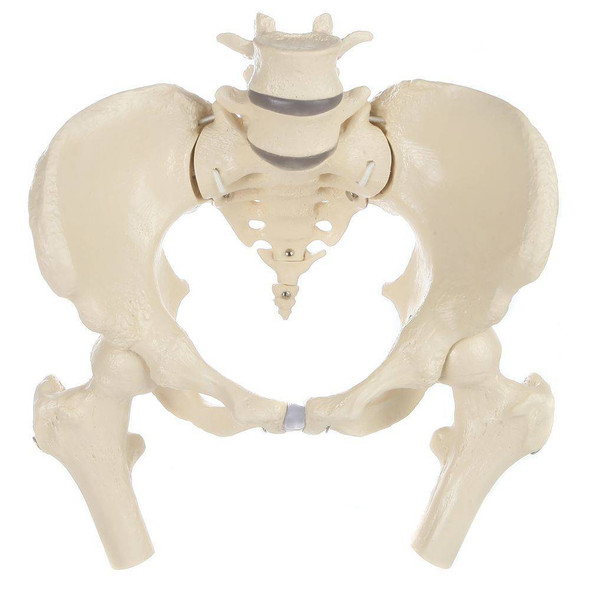 Rudiger Anatomie Premium Flexible Female Pelvis with Femur Heads
