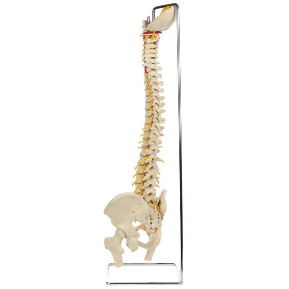 Rudiger Anatomie Premium Ultra Flexible Spine with Soft Discs and Brainstem 1