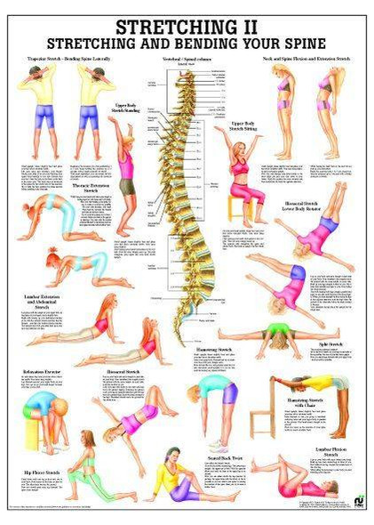  Pilates Basic 10 Laminated Fitness Poster : Industrial &  Scientific