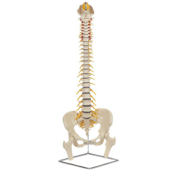 Rudiger Anatomie Premium Flexible Spine with Female Pelvis and Femur Heads
