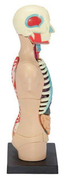 Human Torso Anatomy Model 1