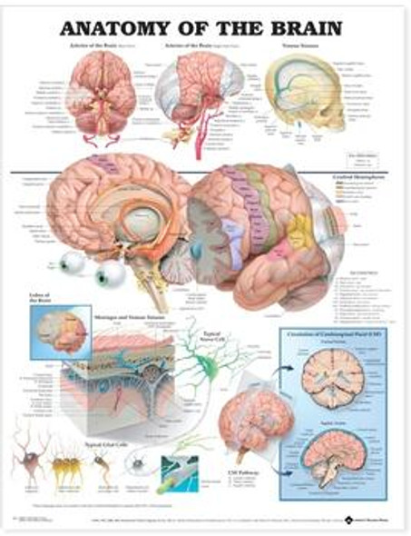 Anatomy Of The Brain Laminated Anatomical Chart