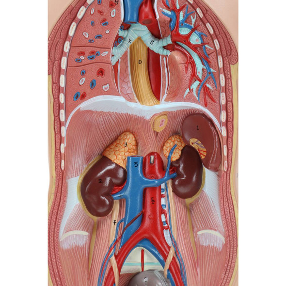 Torso Model Anatomy Labeled / Axis Scientific Human Body ...