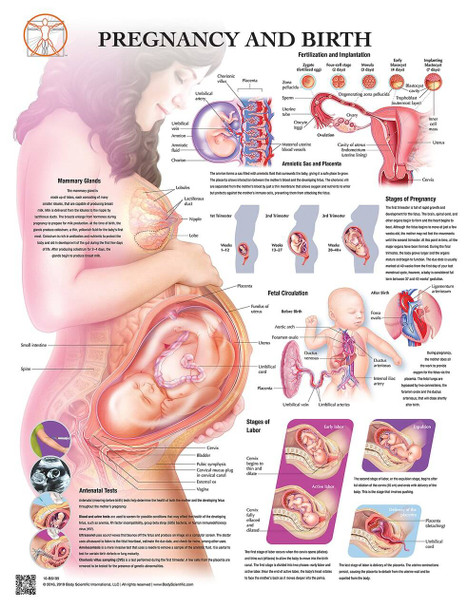 Pregnancy and Birth Laminated Wall Chart with Digital Download Code
