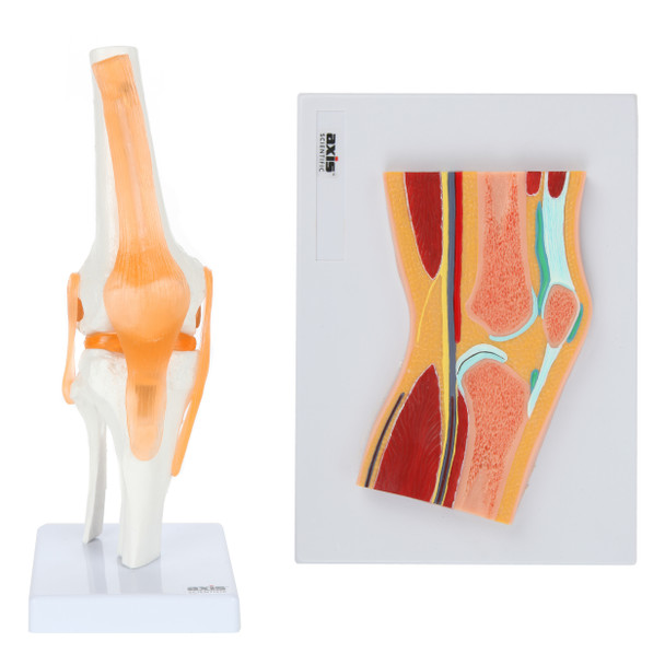 Axis Scientific Functional Knee Joint and Cross Section Anatomy Model Set